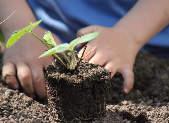 Vaste planten